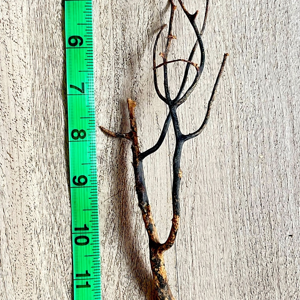 Raw black coral branch
